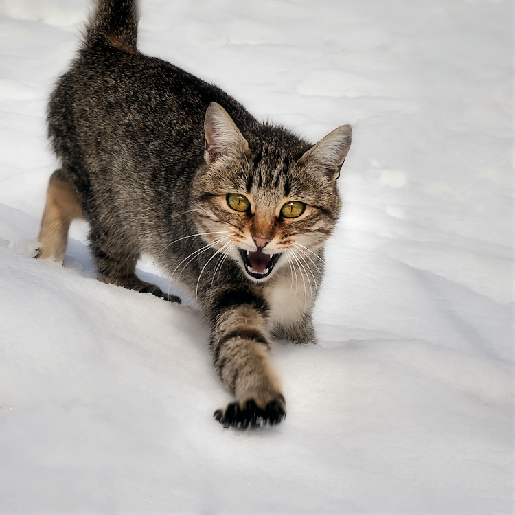 la temible gateta de les neus / the fearsome snow kitten