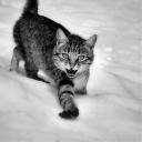 la temible gateta de les neus / the fearsome snow kitten