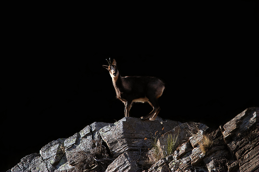 The chamois / L’isard