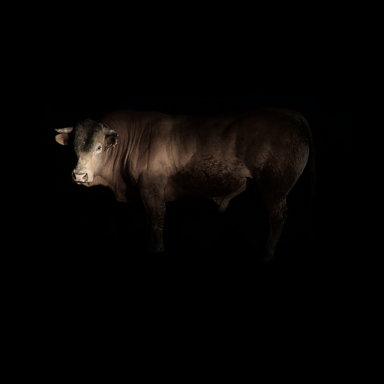 The bull / El brau / El toro