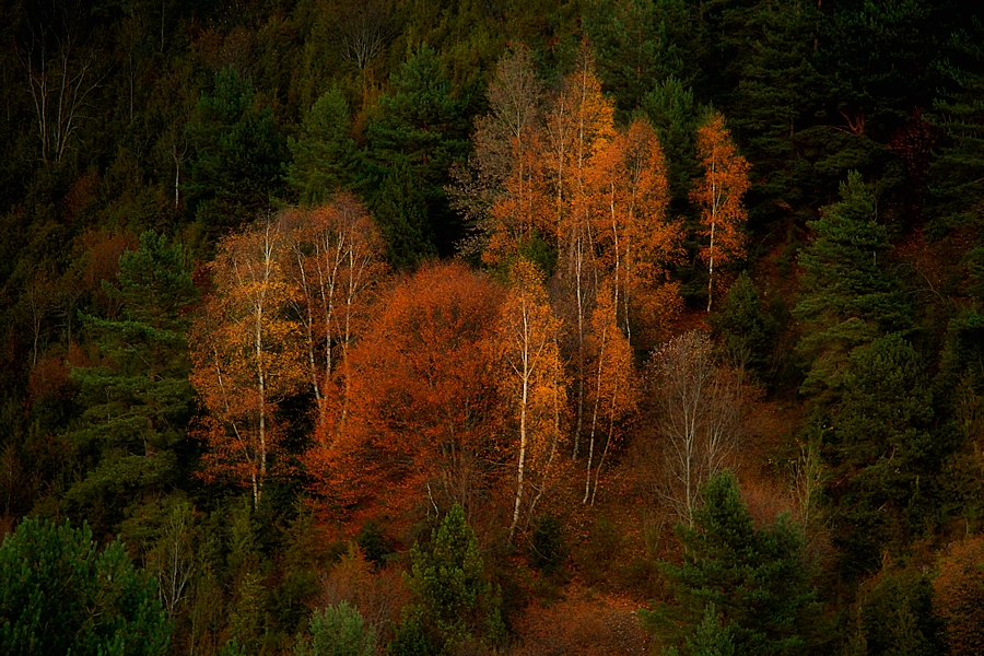 typical autumn / típic de tardor