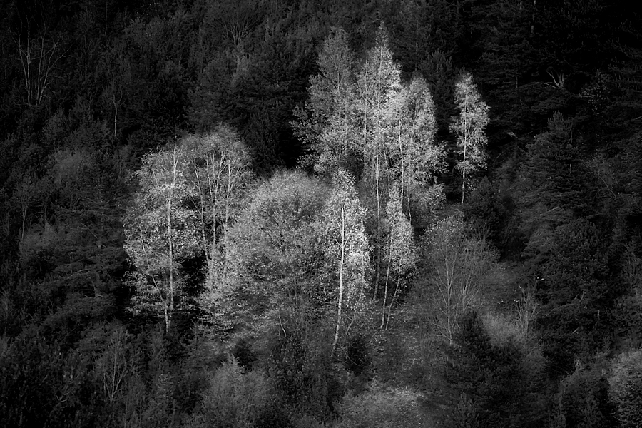 typical autumn / típic de tardor