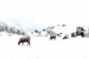 A winter landscape / Paisatge d'un hivern