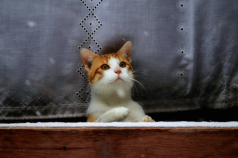 Kitten behind a window trying to hunt specks of snow on the other side of the glass without leaving home because it's too cold for him / Gatet darrera d'una finestra intentant la caça de volves de neu de l'altre banda del vidre sense sortir de casa doncs fa massa fred per ell