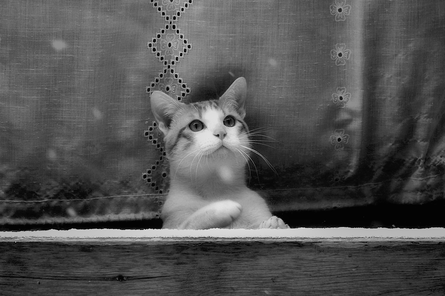 Kitten behind a window trying to hunt specks of snow on the other side of the glass without leaving home because it's too cold for him / Gatet darrera d'una finestra intentant la caça de volves de neu de l'altre banda del vidre sense sortir de casa doncs fa massa fred per ell