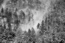 when the blizzard comes in the woods / quan el torb entra al bosc