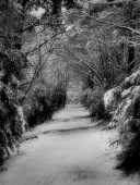 nature tunnel