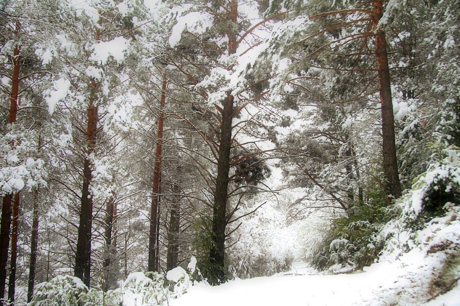 D'un passeig al bosc enmig d'una primavera que semblava hivern