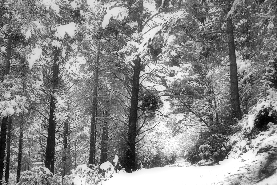 D'un passeig al bosc enmig d'una primavera que semblava hivern