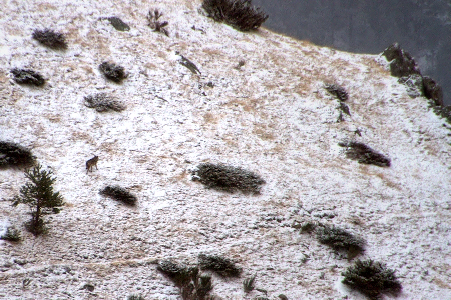 el passeig del llop solitari / the walk of the lone wolf (llop a Queralbs)