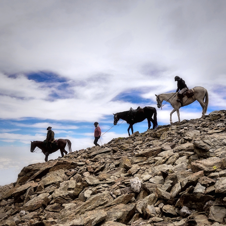 En cavall al Puigmal