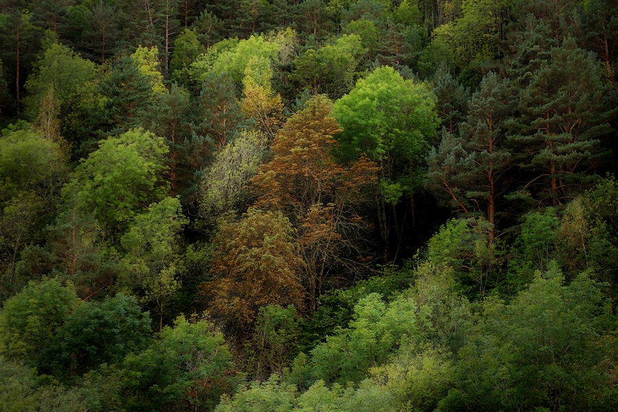 fall comes to forest / arriba la tardor al bosc