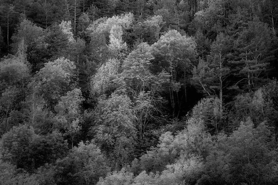 fall comes to forest / arriba la tardor al bosc