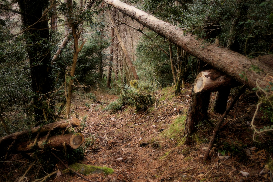 the forest path / el camí del bosc