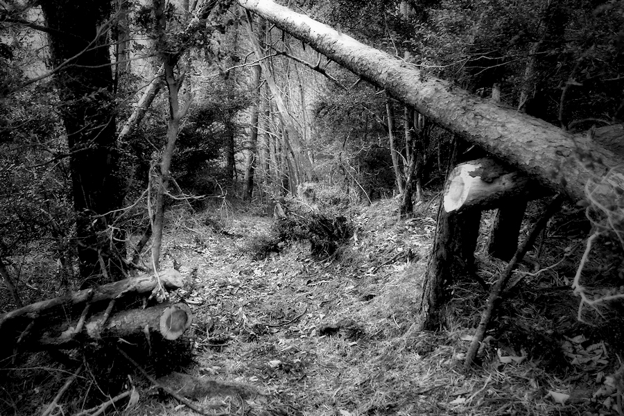 the forest path / el camí del bosc