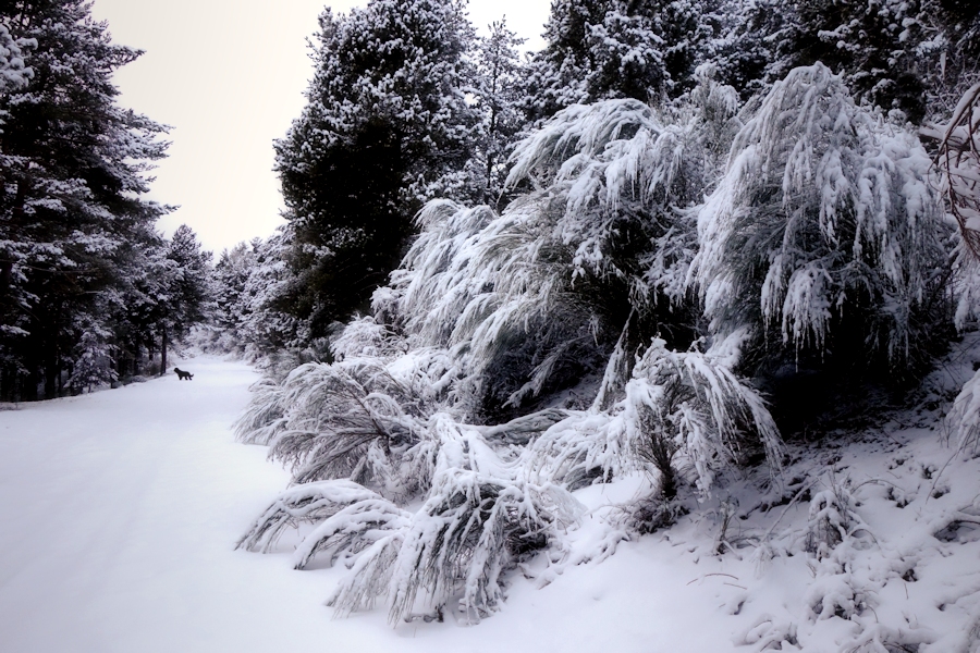 dog on snow / gos a la neu