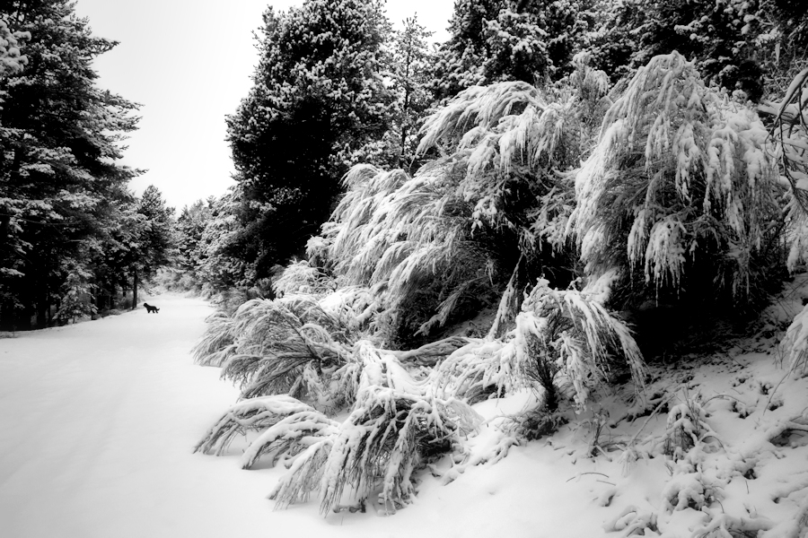 dog on snow / gos a la neu