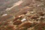 the lyricism of the chamois / el lirisme dels isards