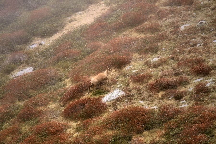 the lyricism of the chamois / el lirisme dels isards