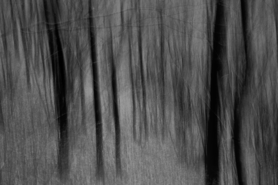 the forest (a blurry photo)