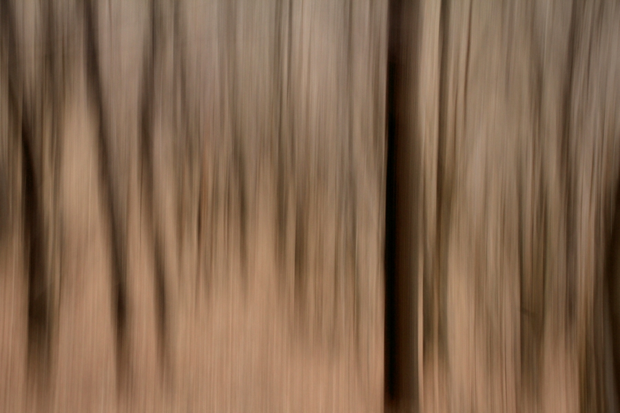 the forest (a blurry photo II)