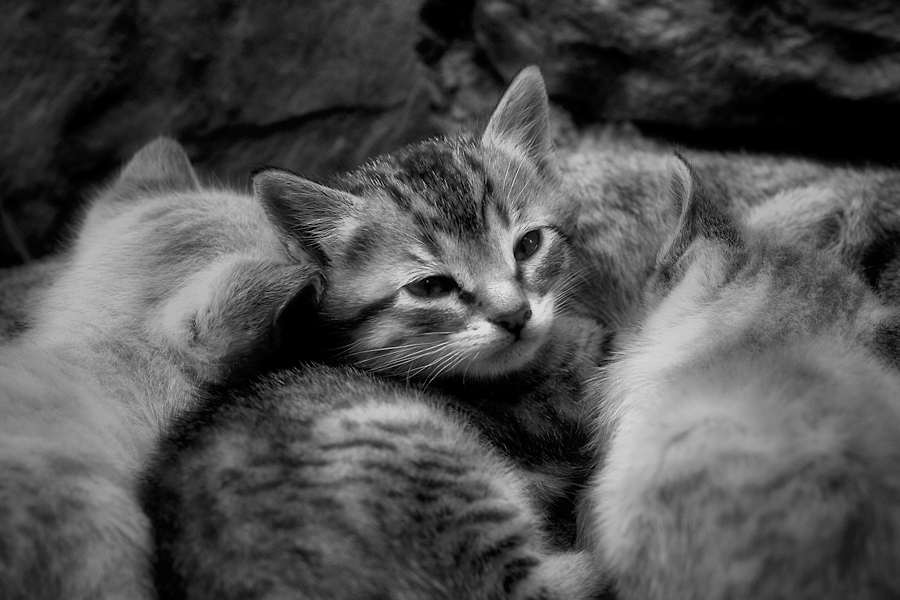 kitty between kittens