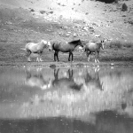 mares in pond / eugues a l'estany