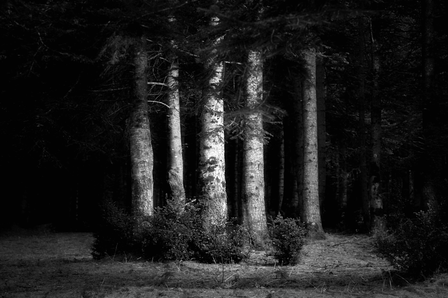 the trees / els arbres