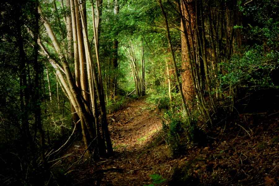 the forest path / el camí del bosc impenetrable
