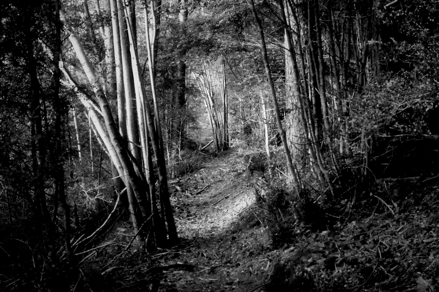 the forest path / el camí del bosc impenetrable