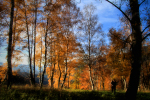 man on forest / l'home al bosc