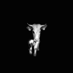 Muuu