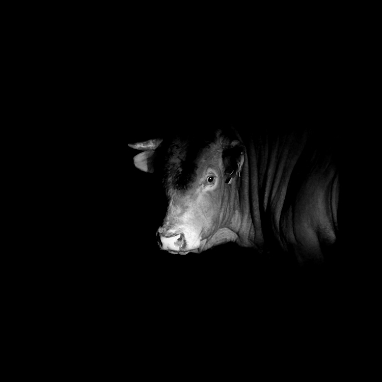 Muuuu