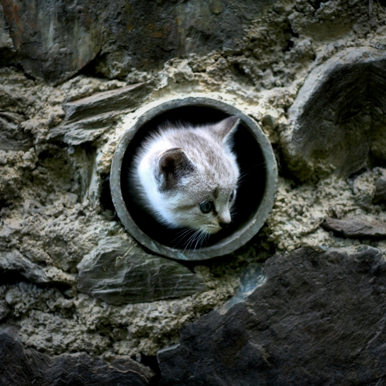 Cat hole (the wall - II)