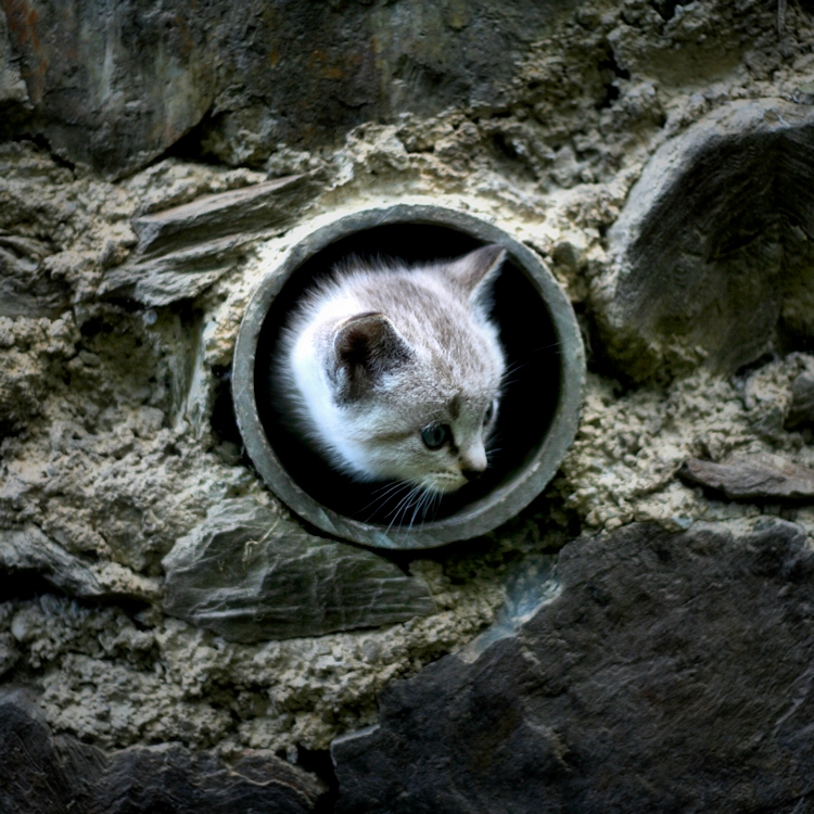 Cat hole (the wall - II)