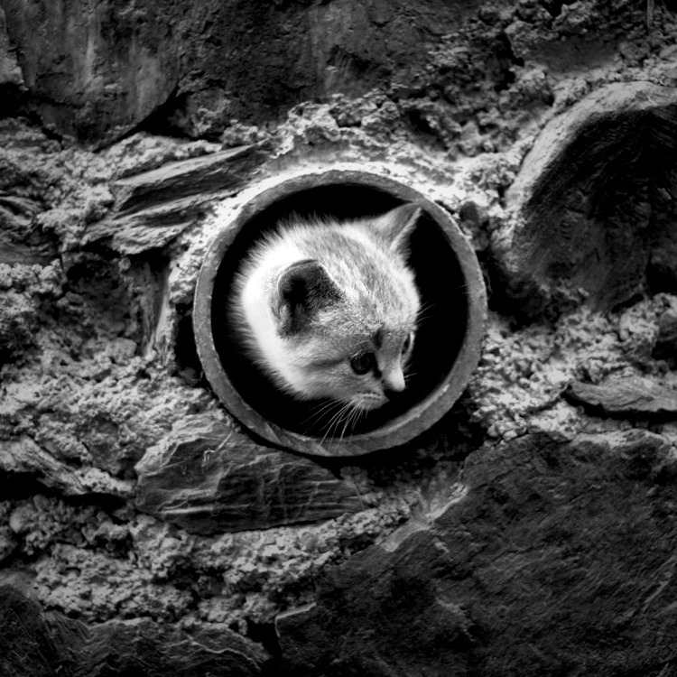 Cat hole (the wall - II)