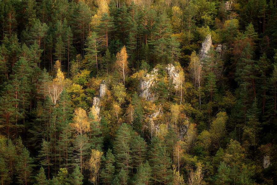 forest rocks / les roques del bosc
