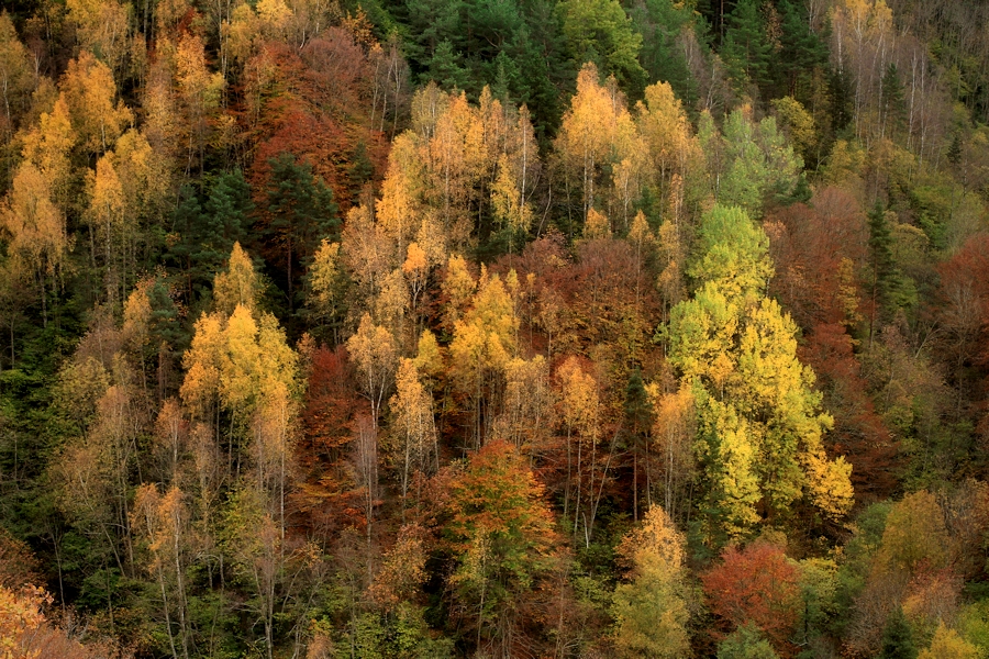 the advent of autumn / l'arribada de la tardor