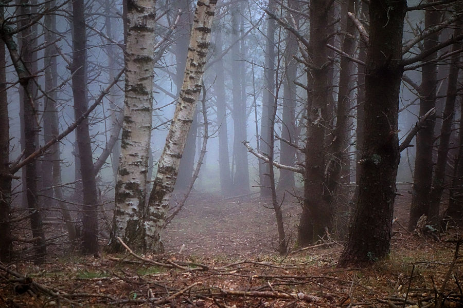 forest during the winter / el bosc a l'hivern