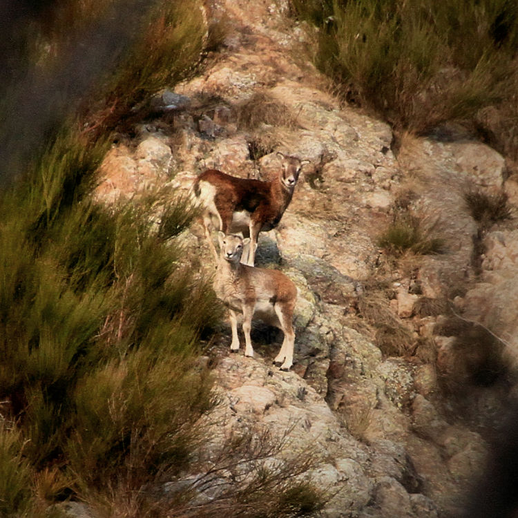 little mouflons / els petits muflons