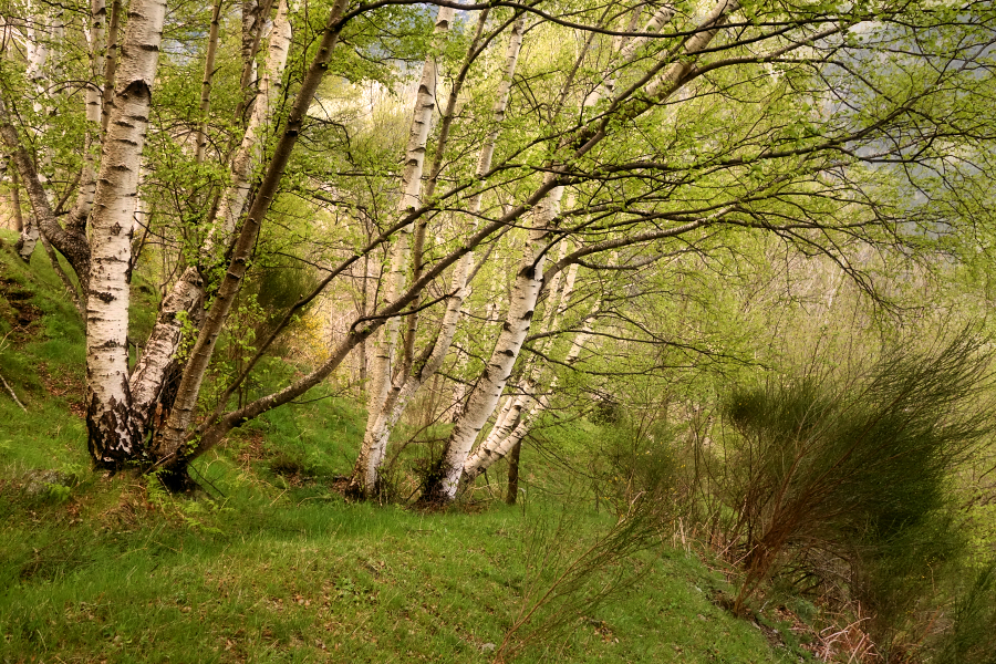 when spring arrives / quan arriba la primavera