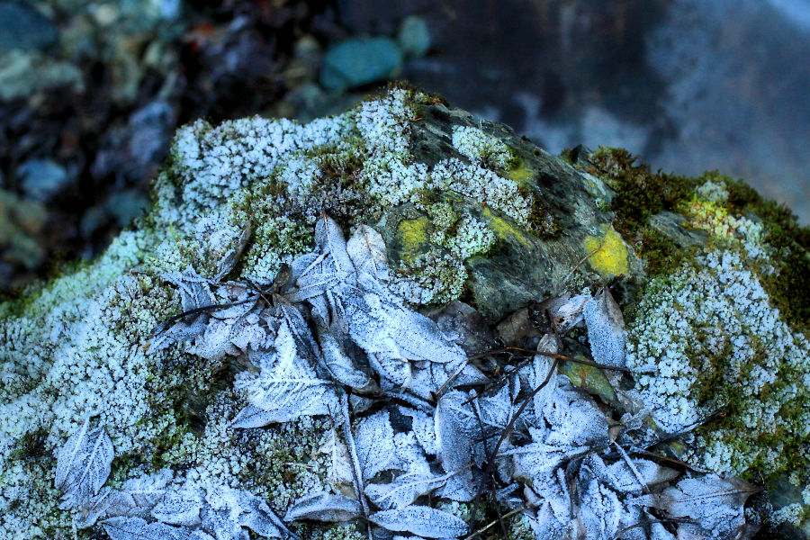 images from frozen world / imatges del mon congelat