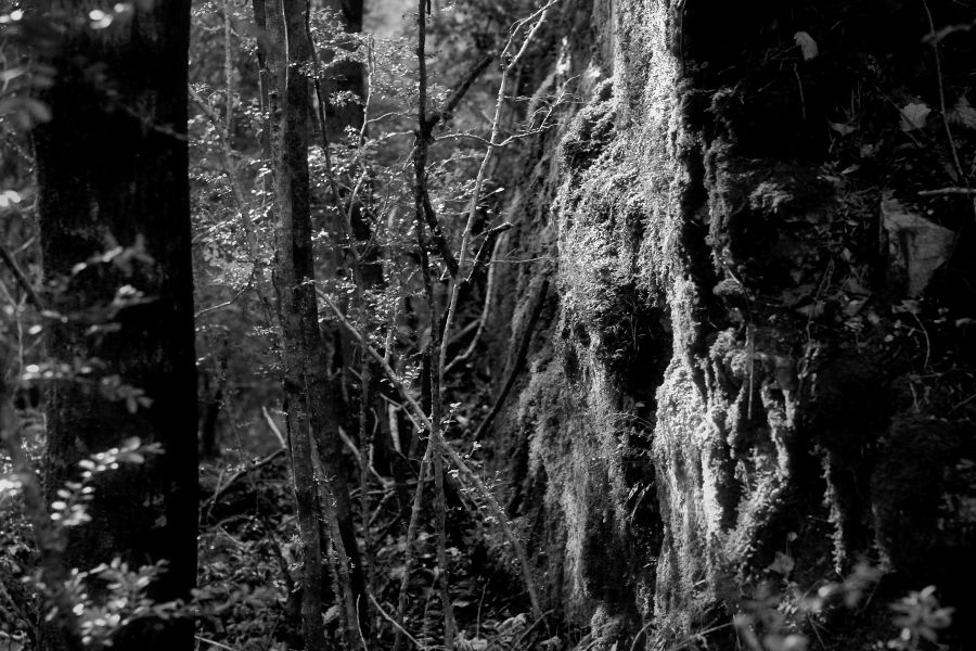 A place in the forest / un racó en el bosc