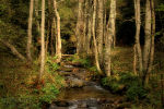 a river in autumn / un riu a la tardor