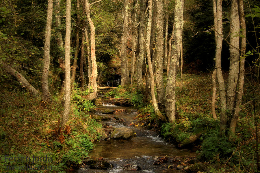 a river in autumn / un riu a la tardor