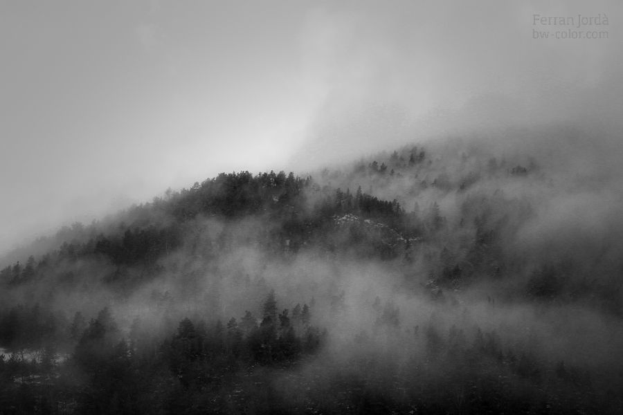 fog in the woods / boira als boscos