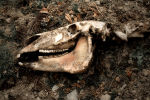 the smile of death / el somriure de la mort