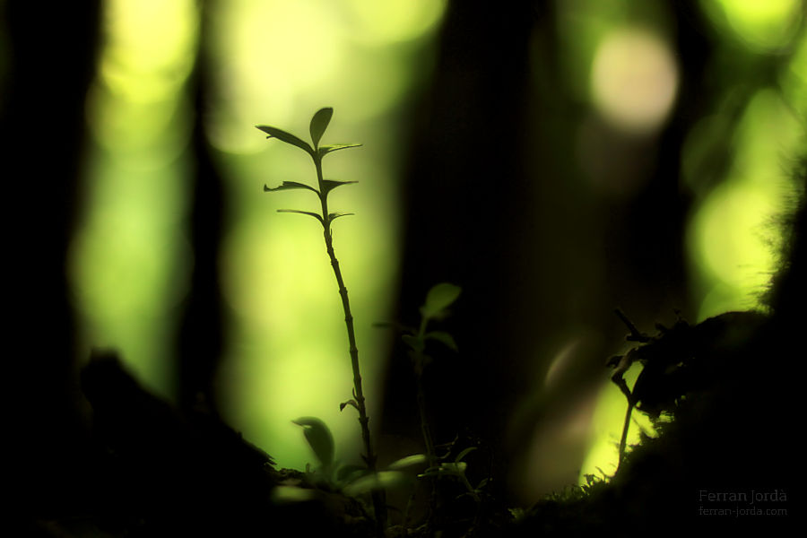 small one growing among big ones / petit creixent entre grans