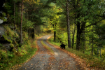 autumn walk / passeig de tardor