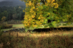 autumn countryside landscape / paisatge de camp a la tardor